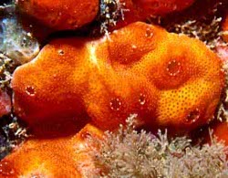 An ascidian from the Atlantic Ocean,
Didemnum ligulum. Photo by Tito Monteiro da Cruz Lotufo